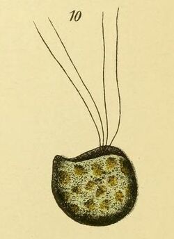 Cymbomonas tetramitiformis.jpg