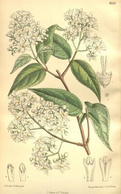 Deutzia setchuenensis 135-8255.jpg