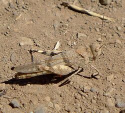 Dissosteira pictipennis.jpg