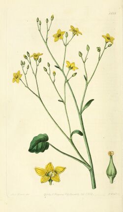 Edwards' botanical register, or, Ornamental flower-garden and shrubbery .. (1829-1847) (20984594768).jpg