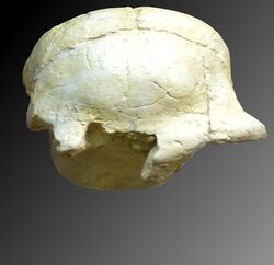 Ehringsdorf H skull cap.jpg