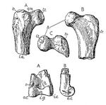 Elopteryx nopcsai bones.jpg