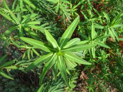 Euphorbia ceratocarpa.JPG
