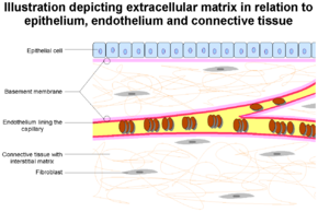 Extracellular Matrix.png