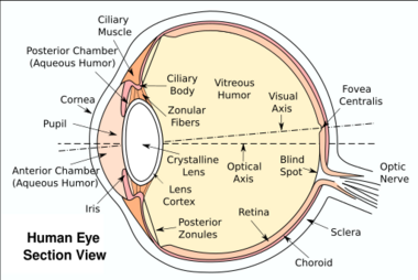 The section of the eye with labelled anatomy