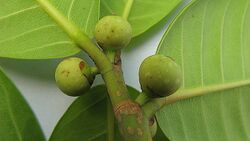 Ficus bahiensis C.C.Berg ^ Carauta - Flickr - Alex Popovkin, Bahia, Brazil (12).jpg