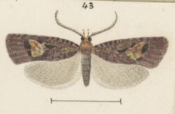 Fig 43 MA I437625 TePapa Plate-XXVI-The-butterflies full (cropped).jpg