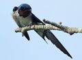 Flickr - Rainbirder - Red-chested Swallow (Hirundo lucida).jpg