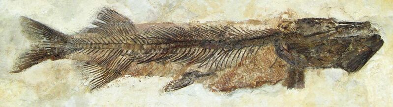File:Fossil - Hecht (Esox).jpg