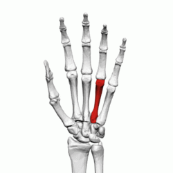 Fourth metacarpal bone (left hand) - animation01.gif