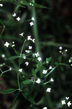 Galium tinctorium NRCS-1.jpg