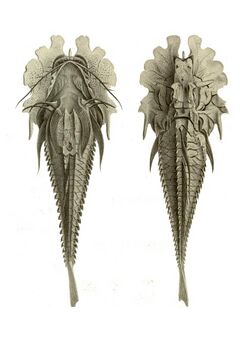 Gargariscus prionocephalus.jpg