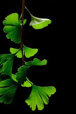 Ginkgo Biloba Leaves - Black Background.jpg