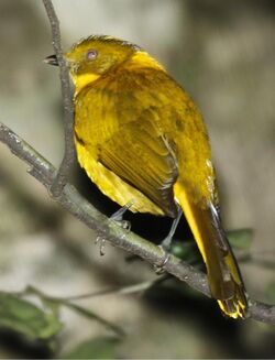 GoldenBowerbird2.jpg