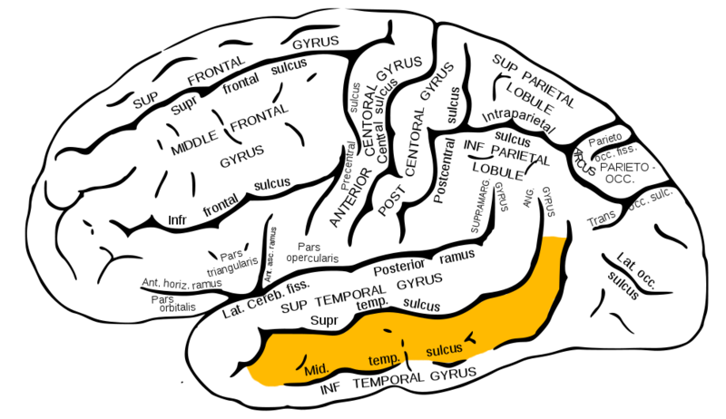 File:Gray726 middle temporal gyrus.png