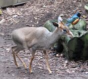 Guenther's Dik-Dik.jpg