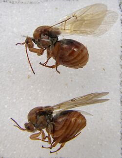 Hymenoptera-Cynipidae-Andricus-kollari-201408230042.JPG