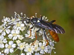 Ichneumonidae - Amblyjoppa cf. fuscipennis.jpg