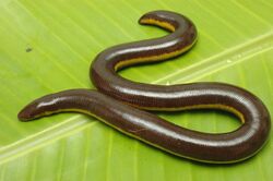 Ichthyophis kodaguensis from Basarekattae, India.jpg