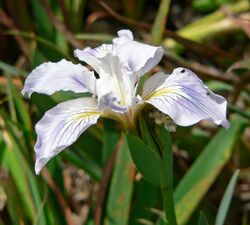 Iris munzii 1.jpg