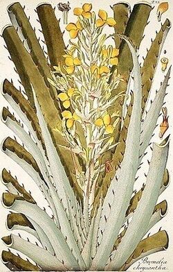 Jacquin Bromelia chrysantha 1797 randlos.jpg