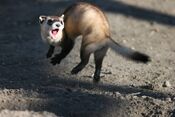 Jumping black footed ferret.jpg