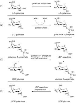 Leloir pathway.png