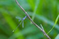 Lestes forficula 34308859.jpg