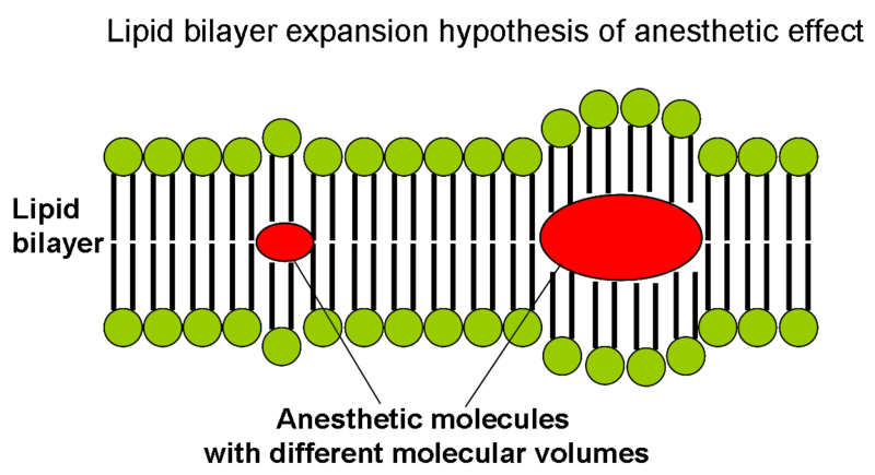File:Lipid bilayer expansion hypothesis of anesthetic effect.png