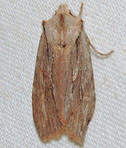Lithophane thujae - Cedar Pinion Moth (15867316188).jpg