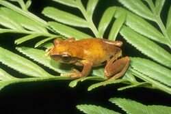 Litoria revelata01.jpg