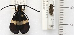 Lycomimus albocinctus is a species of beetle in the family Cerambycidae. It was described by Melzer in 1931. It is known from Brazil and French Guiana.