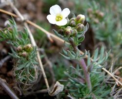 MDF Polyctenium fremontii 01.jpg