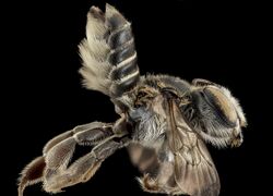 M integrella, F, side, Moore County, NC 2013-10-25-11.30.25 ZS PMax.jpg