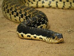 Malagasy Giant Hognose Snake.jpg