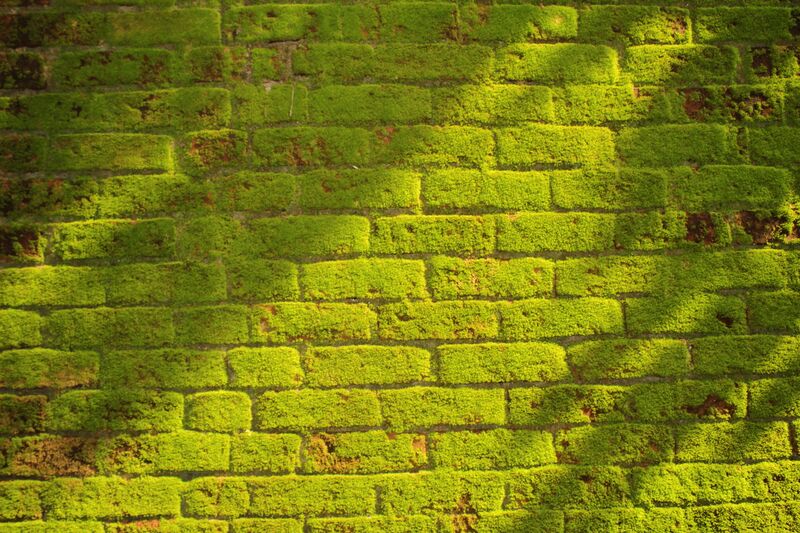File:Moss on a wall @ Kanjirappally.jpg