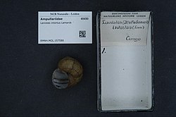 A museum specimen of a Lanistes intortus shell with vouchers