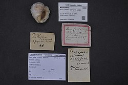 Naturalis Biodiversity Center - ZMA.MOLL.225652.1 - Thais callifera (Lamarck, 1822) - Muricidae - Mollusc shell.jpeg
