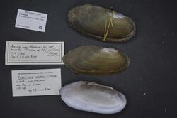 Naturalis Biodiversity Center - ZMA.MOLL.419592 - Chambardia wahlbergi (Krauss, 1848) - Iridinidae - Mollusc shell.jpeg
