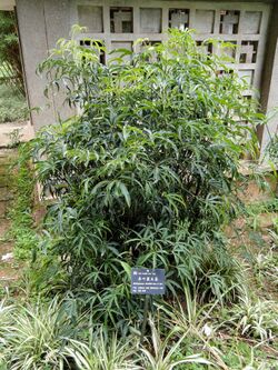 Nothopanax davidii - Kunming Botanical Garden - DSC03063.JPG