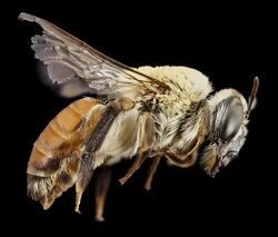 Notoxaea ferruginae,f, side, Paraquay 2014-07-26-12.23.47 ZS PMax.jpg