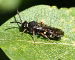 Nysson spinosus (female) - Large-spurred Digger Wasp - Flickr - S. Rae.jpg