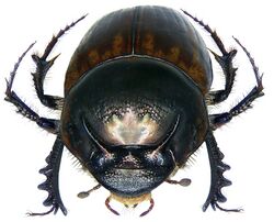 Onthophagus bonasus Fabricius, 1775 (3005930898).jpg