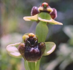 Ophrys-bombyliflora.web.jpg