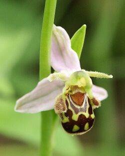 Ophrys apifera flower1.jpg
