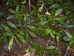 Osmanthus americanus leaves.jpg