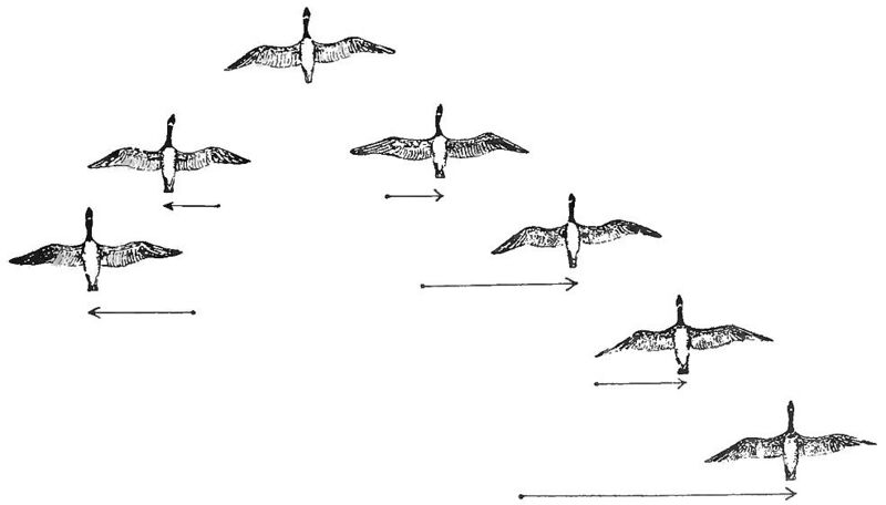File:PSM V84 D217 2 Flocking habit of migratory birds fig5.jpg