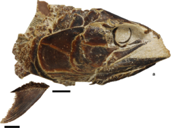Pachycormus head (cropped).png