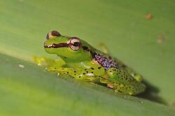 Pandanus frog (Guibemantis pulcher) Ranomafana.jpg