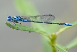 Paracercion malayanum lateral view.jpg